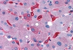 Invitrogen GPR128 Polyclonal Antibody 50 &mu;g; Unconjugated:Antibodies,