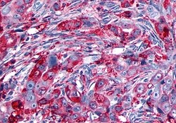 Invitrogen GPR133 Polyclonal Antibody 50 μg; Unconjugated:Antibodies,