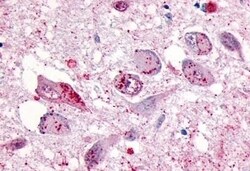 Invitrogen GPR133 Polyclonal Antibody 50 μg; Unconjugated:Antibodies,