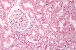 Invitrogen GPR133 Polyclonal Antibody 50 μg; Unconjugated:Antibodies,