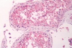 Invitrogen GPR133 Polyclonal Antibody 50 μg; Unconjugated:Antibodies,