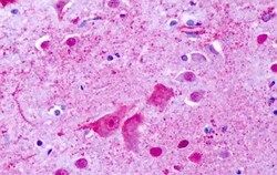 Invitrogen GPR137 Polyclonal Antibody 50 &mu;g; Unconjugated:Antibodies,