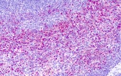 Invitrogen GPR137 Polyclonal Antibody 50 &mu;g; Unconjugated:Antibodies,