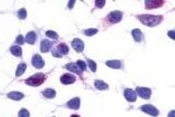 Invitrogen GPR137B Polyclonal Antibody 50 &mu;g; Unconjugated:Antibodies,