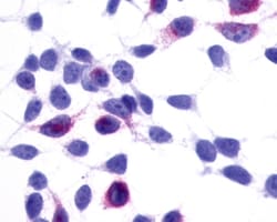 Invitrogen GPR137B Polyclonal Antibody 50 &mu;g; Unconjugated:Antibodies,