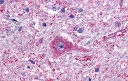 Invitrogen GPR137B Polyclonal Antibody 50 &mu;g; Unconjugated:Antibodies,