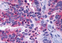 Invitrogen GPR137B Polyclonal Antibody 50 &mu;g; Unconjugated:Antibodies,