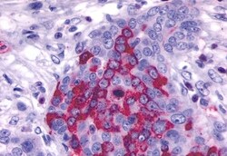 Invitrogen GPR137B Polyclonal Antibody 50 &mu;g; Unconjugated:Antibodies,