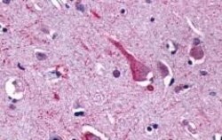 Invitrogen GPR137B Polyclonal Antibody 50 &mu;g; Unconjugated:Antibodies,