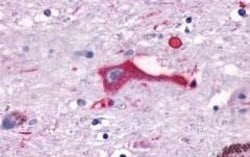 Invitrogen GPR137B Polyclonal Antibody 50 &mu;g; Unconjugated:Antibodies,