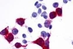 Invitrogen GPR137B Polyclonal Antibody 50 &mu;g; Unconjugated:Antibodies,
