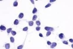 Invitrogen GPR137B Polyclonal Antibody 50 &mu;g; Unconjugated:Antibodies,