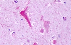 Invitrogen GPR137B Polyclonal Antibody 50 &mu;g; Unconjugated:Antibodies,