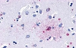 Invitrogen GPR139 Polyclonal Antibody 50 &mu;g; Unconjugated:Antibodies,