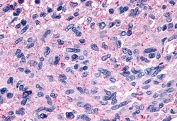 Invitrogen GPR139 Polyclonal Antibody 50 &mu;g; Unconjugated:Antibodies,