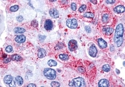 Invitrogen GPR139 Polyclonal Antibody 50 &mu;g; Unconjugated:Antibodies,