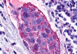 Invitrogen GPR139 Polyclonal Antibody 50 &mu;g; Unconjugated:Antibodies,