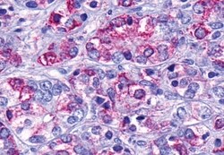 Invitrogen GPR139 Polyclonal Antibody 50 &mu;g; Unconjugated:Antibodies,