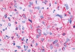 Invitrogen GPR143 Polyclonal Antibody 50 &mu;g; Unconjugated:Antibodies,