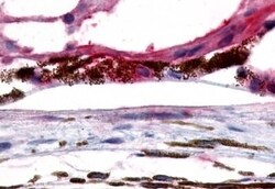 Invitrogen GPR143 Polyclonal Antibody 50 &mu;g; Unconjugated:Antibodies,