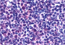 Invitrogen GPR146 Polyclonal Antibody 50 &mu;g; Unconjugated:Antibodies,