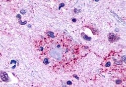 Invitrogen GPR146 Polyclonal Antibody 50 &mu;g; Unconjugated:Antibodies,