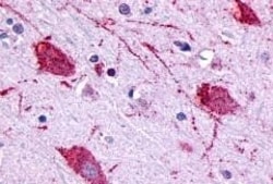 Invitrogen GPR146 Polyclonal Antibody 50 &mu;g; Unconjugated:Antibodies,