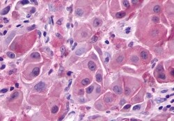 Invitrogen GPR148 Polyclonal Antibody 50 &mu;g; Unconjugated:Antibodies,