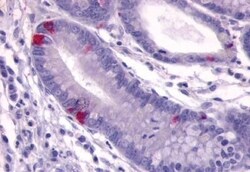 Invitrogen GPR148 Polyclonal Antibody 50 &mu;g; Unconjugated:Antibodies,