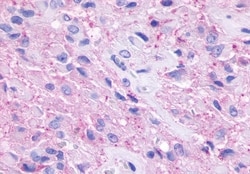 Invitrogen GPR148 Polyclonal Antibody 50 μg; Unconjugated:Antibodies,