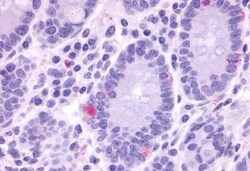 Invitrogen GPR148 Polyclonal Antibody 50 μg; Unconjugated:Antibodies,