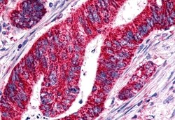 Invitrogen GPR15 Polyclonal Antibody 50 &mu;g; Unconjugated:Antibodies,
