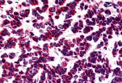 Invitrogen GPR15 Polyclonal Antibody 50 &mu;g; Unconjugated:Antibodies,