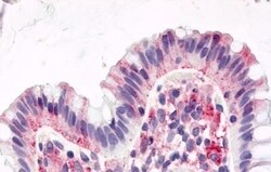 Invitrogen GPR15 Polyclonal Antibody 50 &mu;g; Unconjugated:Antibodies,