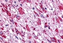 Invitrogen GPR15 Polyclonal Antibody 50 &mu;g; Unconjugated:Antibodies,