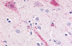 Invitrogen GPR15 Polyclonal Antibody 50 &mu;g; Unconjugated:Antibodies,