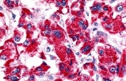 Invitrogen GPR15 Polyclonal Antibody 50 &mu;g; Unconjugated:Antibodies,