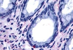 Invitrogen GPR15 Polyclonal Antibody 50 &mu;g; Unconjugated:Antibodies,