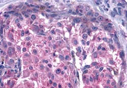 Invitrogen GPR15 Polyclonal Antibody 50 &mu;g; Unconjugated:Antibodies,