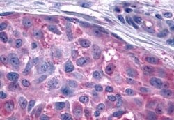 Invitrogen GPR15 Polyclonal Antibody 50 &mu;g; Unconjugated:Antibodies,