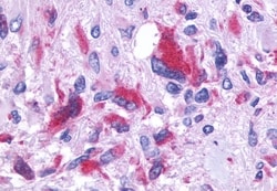Invitrogen GPR150 Polyclonal Antibody 50 &mu;g; Unconjugated:Antibodies,