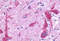 Invitrogen GPR150 Polyclonal Antibody 50 &mu;g; Unconjugated:Antibodies,