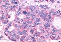 Invitrogen GPR150 Polyclonal Antibody 50 &mu;g; Unconjugated:Antibodies,