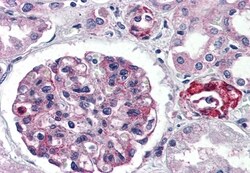 Invitrogen GPR150 Polyclonal Antibody 50 &mu;g; Unconjugated:Antibodies,