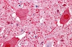 Invitrogen GPR151 Polyclonal Antibody 50 &mu;g; Unconjugated:Antibodies,