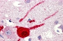 Invitrogen GPR151 Polyclonal Antibody 50 &mu;g; Unconjugated:Antibodies,