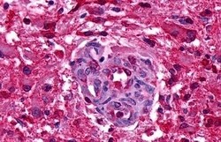 Invitrogen GPR151 Polyclonal Antibody 50 &mu;g; Unconjugated:Antibodies,