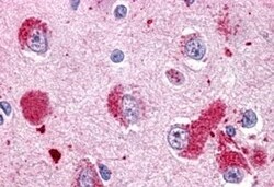 Invitrogen GPR151 Polyclonal Antibody 50 &mu;g; Unconjugated:Antibodies,