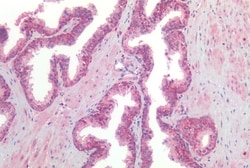 Invitrogen GPR160 Polyclonal Antibody 50 &mu;g; Unconjugated:Antibodies,