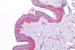 Invitrogen GPR160 Polyclonal Antibody 50 &mu;g; Unconjugated:Antibodies,